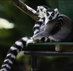 lemur