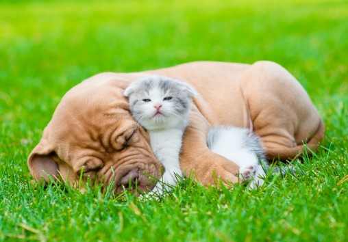 puppy-hugging-kitten